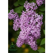 Garden Box Yoğun Kokulu Leylak Çiçeği Fidanı 1 Adet Saksılı (40-60CM) Bahçe/ Dış Mekan Bitkisi