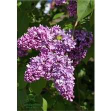 Garden Box Mis Kokulu Leylak Çiçeği 1 Adet Saksılı/tüplü 40-60CM Dış Mekan Bitkisi (Syringa)