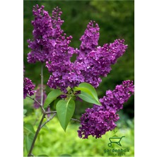 Garden Box Leylak Ağacı Fidanı 1 Adet Saksılı/tüplü 30-60CM Dış Mekan Bitkisi (Syringa)