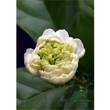 Garden Box Kokulu Katmerli Ful Yasemin Çiçeği 1 Adet Saksılı 30-60CM(JASMINUM Sambac)