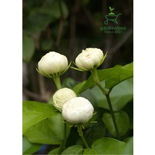 Garden Box Mis Kokulu Katlı Ful Yasemin Çiçeği 1 Adet Saksılı 40-60CM(JASMINUM Sambac)