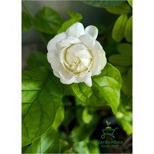 Garden Box Kokulu Katmerli Ful Yasemin Çiçeği 1 Adet Saksılı 30-60CM(JASMINUM Sambac)