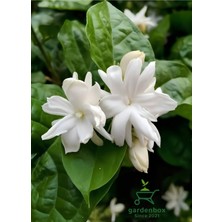 Garden Box Kokulu Katmerli Ful Yasemin Çiçeği 1 Adet 30-60CM Saksılı (Jasminum Sambac)