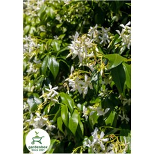 Garden Box Kokulu Arap Yasemin Çiçeği 1 Adet Saksılı/tüplü 30-60CM Bahçe Çiçeği