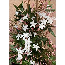 Garden Box Kokulu Klasik Yasemin Çiçeği 1 Adet Saksılı / Tüplü (30-60 cm) (Jasminum)