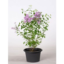 Garden Box Yoğun Kokulu Leylak Çiçeği Fidanı 1 Adet Saksılı (30-60 cm)+Yaprak Güzeli