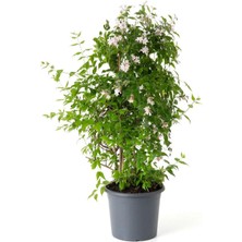 Garden Box Kokulu Ada Yasemini Çiçeği 1 Adet Saksılı (30-60 cm) (Jasminum)