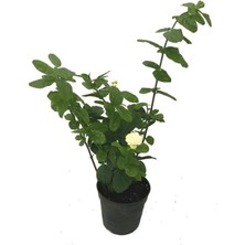Garden Box Mis Kokulu Ketmerli Yasemin Çiçeği 1 Adet Saksılı / Tüplü (30-60 cm)+Yaprak Güzeli