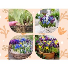 Doğa Garden 10 Adet Saksılık Iris Süsen Soğanı Germany Iris Kampanya