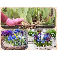 Doğa Garden 10 Adet Saksılık Iris Süsen Soğanı Germany Iris Kampanya