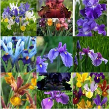 Doğa Garden 20 Adet Iris Süsen Soğanı 20-40 cm Sürgün Vermiş