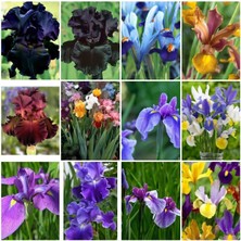 Doğa Garden 25 Adet Iris Süsen Soğanı 20-40 cm Sürgün Vermiş