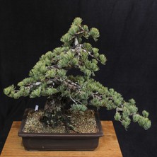 Seika Japon Beyaz Çamı Bonsai NO.630