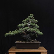 Seika Japon Beyaz Çamı Bonsai NO.629