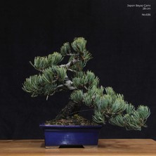 Seika Japon Beyaz Çamı Bonsai NO.636