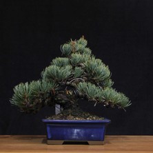 Seika Japon Beyaz Çamı Bonsai NO.635