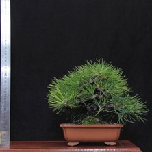 Seika Japon Karaçamı Bonsai NO.562