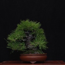 Seika Japon Karaçamı Bonsai NO.574