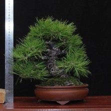 Seika Japon Karaçamı Bonsai NO.574