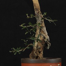 Seika Zeytin Bonsai - Olea Europaea Sylvestris NO.618