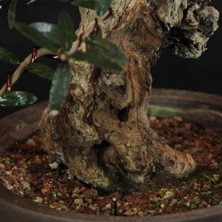 Seika Zeytin Bonsai - Olea Europaea Sylvestris NO.618