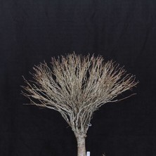 Seika Zelkova Serrata Bonsai - NO.670