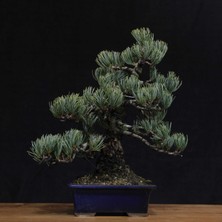 Seika Japon Beyaz Çamı Bonsai NO.637