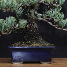 Seika Japon Beyaz Çamı Bonsai NO.637