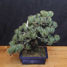 Seika Japon Beyaz Çamı Bonsai NO.637