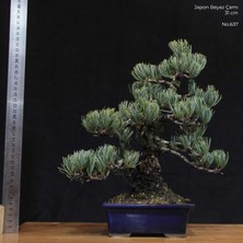 Seika Japon Beyaz Çamı Bonsai NO.637