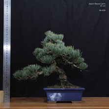 Seika Japon Beyaz Çamı Bonsai NO.639