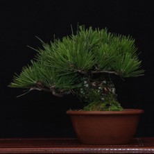 Seika Japon Karaçamı Bonsai NO.570