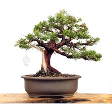 Seika Ardıç (Çin Ardıcı) Bonsai Telleme Kiti - No.3