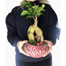 Doğa Garden Ficus Ginseng Bonsai & Kırmızı Vane Beton Saksıda Hediyelik Canlı Çiçek