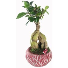 Doğa Garden Ficus Ginseng Bonsai & Kırmızı Vane Beton Saksıda Hediyelik Canlı Çiçek