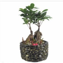 Doğa Garden Ficus Ginseng Bonsai & Siyah Honey Beton Saksıda Hediyelik Canlı Çiçek