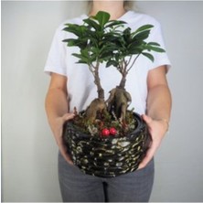 Doğa Garden Ficus Ginseng Bonsai & Siyah Honey Beton Saksıda Hediyelik Canlı Çiçek