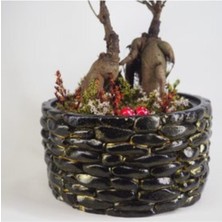 Doğa Garden Ficus Ginseng Bonsai & Siyah Honey Beton Saksıda Hediyelik Canlı Çiçek