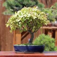 Seika Üç Dişli Akçaağaç Kaede Bonsai - NO.712