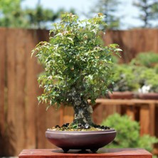 Seika Üç Dişli Akçaağaç Bonsai - NO.649