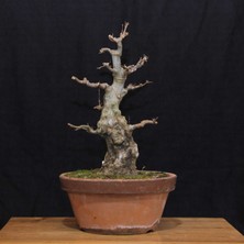 Seika Üç Dişli Akçaağaç Bonsai - NO.649