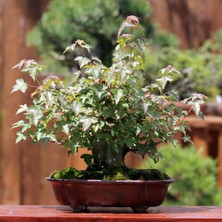 Seika Üç Dişli Akçaağaç Kaede Bonsai - NO.621