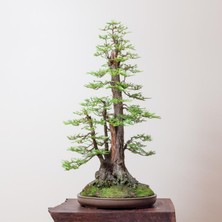 Seika Tohumdan Bonsai Başlangıç Kiti - Amerikan Sekoya Ağacı