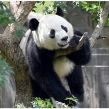 Jeronkarji Ulusal Hayvanat Bahçesinde Dev Panda Bei Bei Tablo Ahşap Poster Dekoratif