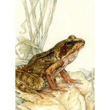 Jeronkarji Avrupa Ortak Kurbağa Tablo Ahşap Poster Dekoratif