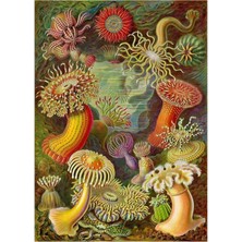 Jeronkarji Vintage Sealife Sualtı Tablo Ahşap Poster Dekoratif