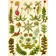 Jeronkarji Hepatica - Ernst Haeckel Tablo Ahşap Poster Dekoratif