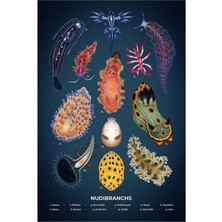 Jeronkarji Nudibranch Plakası Tablo Ahşap Poster Dekoratif