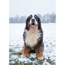 Jeronkarji Karda Bernese Dağ Köpeği Tablo Ahşap Poster Dekoratif