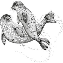 Jeronkarji Yüzme Fokları Tablo Ahşap Poster Dekoratif